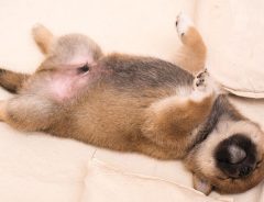 柴犬の赤ちゃんが寝落ちする瞬間　「見ているだけで癒される」