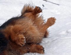 雪の日の『遊びかた』が秀逸な犬　知ってしまったスリルに、やみつき！