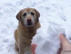 「ちょ、どうしてそうなった！？」　飼い主さんと遊ぶ犬、雪の魔法にかかる