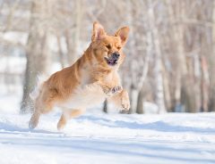 「犬は喜び庭かけまわる」を超越した犬　雪がつもった庭を見ると？