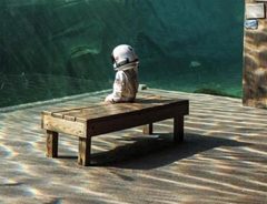 椅子に座る、１人の少年　水族館で撮影された『不思議な光景』のワケとは？