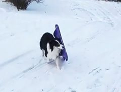 「軽く５０回はやりましたよ」　雪にテンションが上がった犬、まさかの行動に出る！