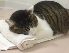 丸めたタオルを置いていたら？　愛猫の反応に、６万超える「いいね！」