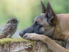 まさに種を超えた友情　犬とフクロウが作り出す素敵な写真にウットリ…
