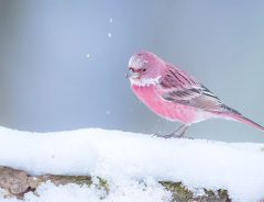 「初見で目を奪われた」雪の中に咲くバラのような鳥に息を飲む