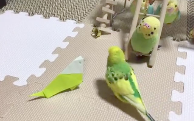 折り紙で作った鳥をインコに近づけてみると 想像以上に鋭かった Grape グレイプ