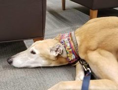 心が痛い！　図書館に来た犬の『ガッカリ写真』が拡散された結果？
