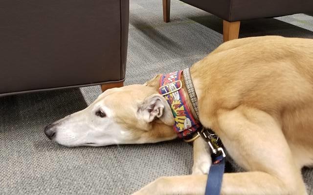 心が痛い 図書館に来た犬の ガッカリ写真 が拡散された結果 Grape グレイプ