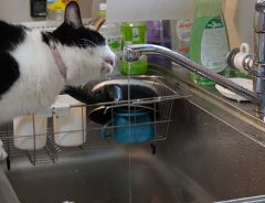 猫の飼い主、騒然！　エサのそばに置いた水を飲まない理由