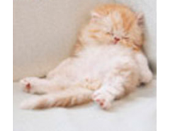 ２月２２日は猫の日！　とっても可愛いニャンコ切手が限定発売
