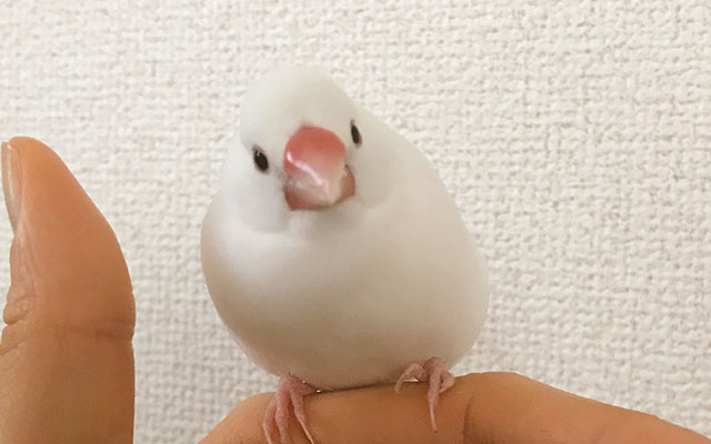 小鳥を手に乗せていた飼い主 指先をちょっとだけ動かしてみると Grape グレイプ