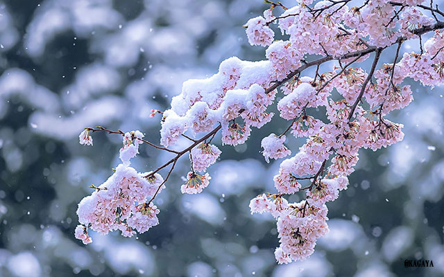 滅多に見ることのない『桜と雪』の幻の共演 １枚の写真にハッとする 