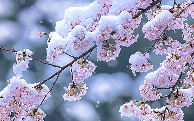 桜に降り積もる雪の映像 美しさに心がやわらいでいく – grape [グレイプ]