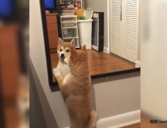 「こ、これが百裂肉球拳か！」　柴犬、鏡に映った自分にスゴ技を繰り出す！
