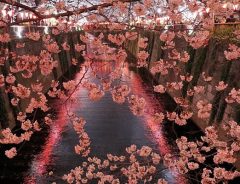 日本の桜には『女神』が宿っている？　偶然撮影した姿に、１０万人が反応