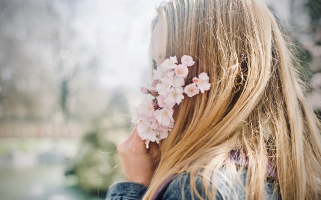 桜切る馬鹿 がホントにいた 花のついた枝を折って 髪に飾る人を見て仰天 Grape グレイプ