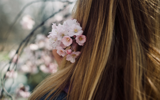 桜切る馬鹿 がホントにいた 花のついた枝を折って 髪に飾る人を見て仰天 Grape グレイプ