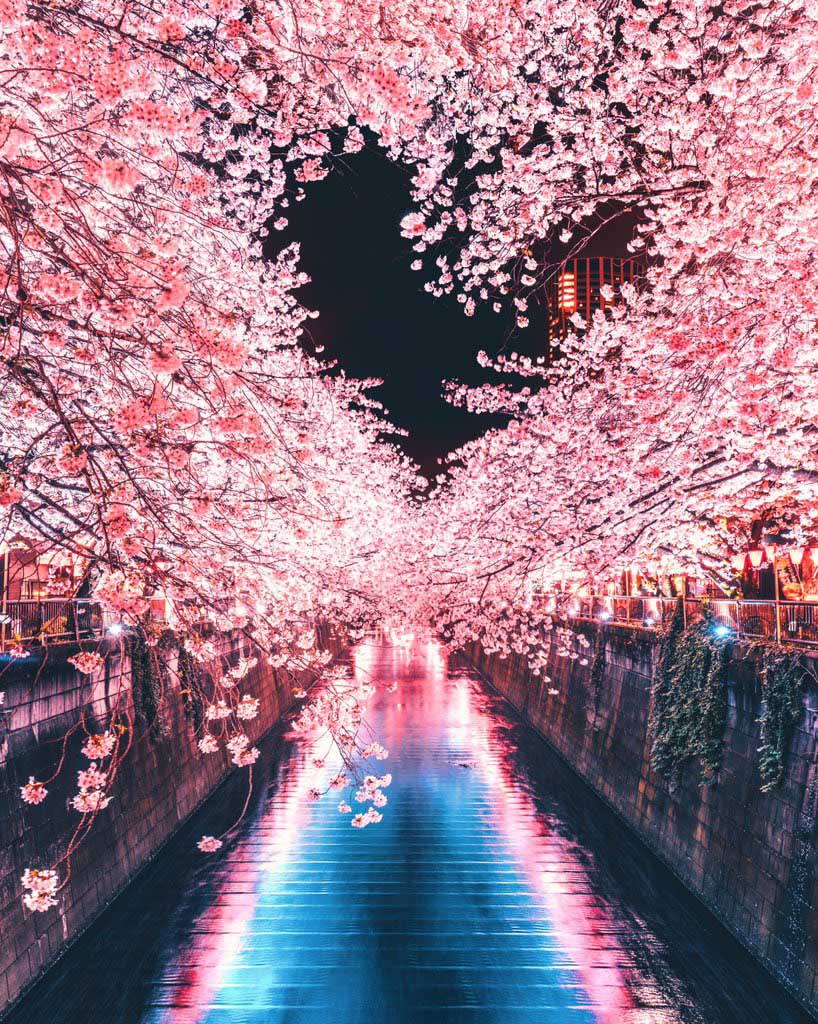 ご利益がありそう 目黒川で撮影された 夜桜のハート に心奪われる 趣味女子を応援するメディア めるも
