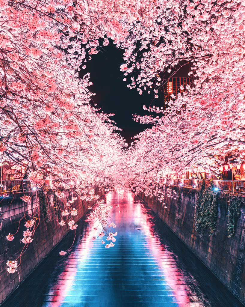 夜桜と線路 Iphone6壁紙 Wallpaperbox