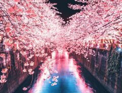 「ご利益がありそう！」　目黒川で撮影された『夜桜のハート』に心奪われる