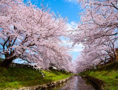 先人たちの知恵に感心　川沿いに『桜』が植えられている理由とは？