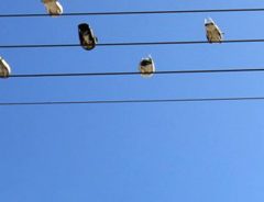 電線に並ぶ鳥たち　写真を撮ってみると「アレにしか見えない」