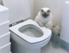 人間用のトイレで真剣にいきむ猫　次の瞬間、まさかの行動に