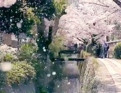 「まさに桜ノ雨だった」　花見客を驚かせた壮観な風景