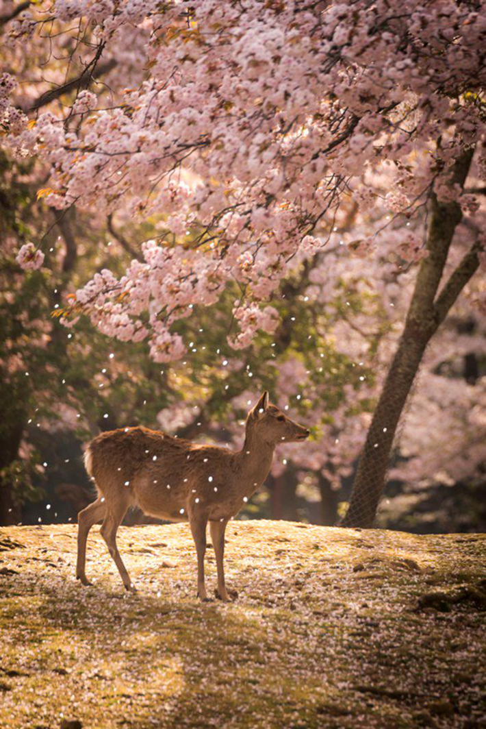 奈良に負けた 神々しい桜の写真に 他県も敗北宣言 Grape グレイプ