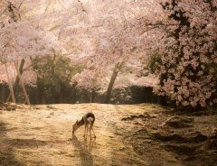 「奈良に負けた」　神々しい桜の写真に、他県も敗北宣言！？