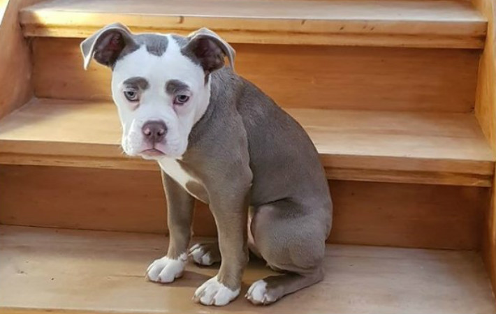 悲しそう でもかわいい 悲しい 顔に見えてしまう犬がインスタで人気 Grape グレイプ