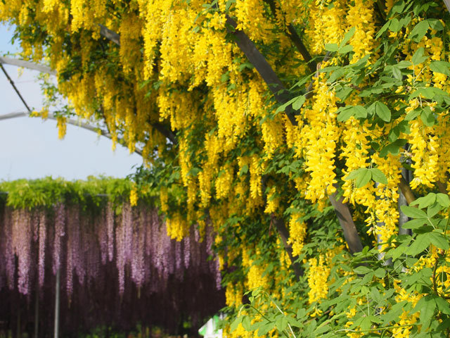 世界が認めた 夢の旅行先 栃木で撮影された藤の写真に息をのむ Grape グレイプ