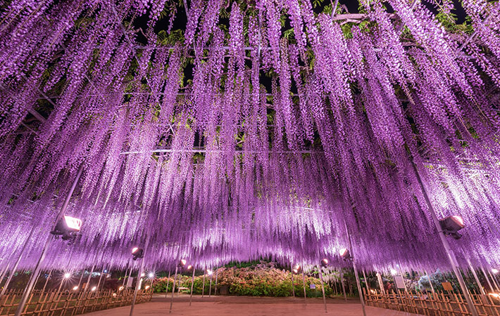 世界が認めた 夢の旅行先 栃木で撮影された藤の写真に息をのむ Grape グレイプ