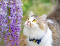 いましか出来ない組み合わせ　藤の花に見入る猫が幻想的