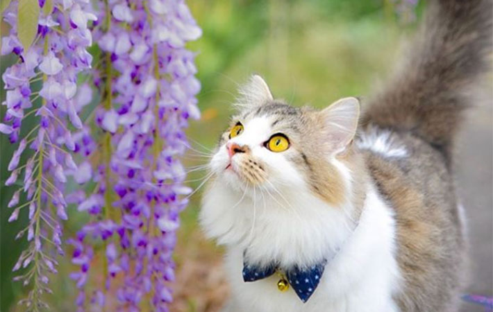 いましか出来ない組み合わせ 藤の花に見入る猫が幻想的 Grape グレイプ