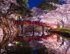 夜を彩る桜があまりに美しい　「日本三大夜桜」の肩書きに納得