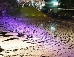 水面を埋める、幾千もの桜の花びら　しかし夜になると？