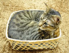 海外でも大人気！かごの中でお昼寝をする猫の姿がまるで…！
