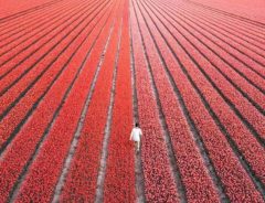 一生に１度は訪れたい　７００万本が咲き乱れるオランダのチューリップ畑