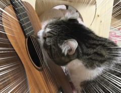 ああッ、猫様がギターに！　実は攻撃ではなくて