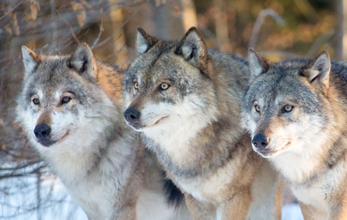 オオカミ 5分でわかるオオカミの生態！種類や大きさ、つがいと群れの仕組みなどを解説