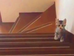 階段が怖くて動けない猫　その時、後ろからやってきた後輩猫は…！？