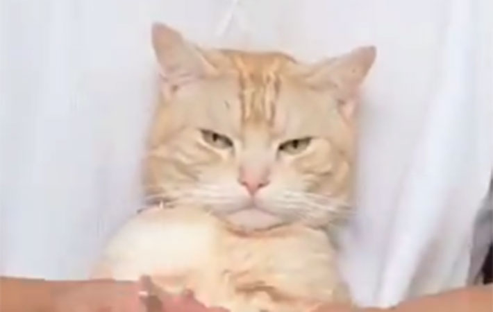 これは ありえない 猫のツメ切り動画に驚きの声 Grape グレイプ