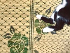 「うちの猫の歌川国芳み」　偶然が生んだ奇跡の瞬間がマジ浮世絵