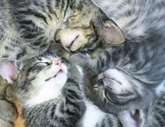 子猫が寝る姿が日本の『アレ』に激似　「もう、それにしか見えない！」