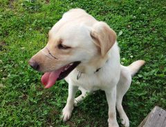 虐待され、青森県のドッグランで保護された犬　『現在の姿』に「ありがとう！」の声