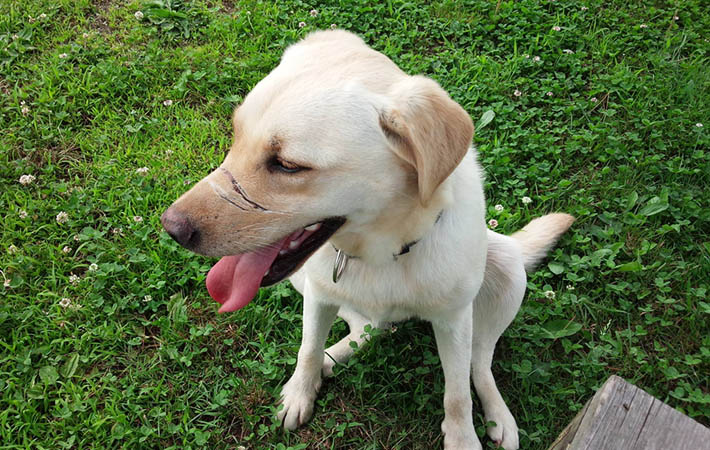 虐待され 青森県のドッグランで保護された犬 現在の姿 に ありがとう の声 Grape グレイプ