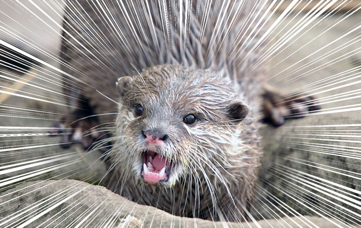 トイレ好きのカワウソ 飼い主が掃除をしようとしたところ Grape グレイプ