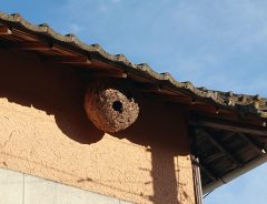 「屋根にハチの巣が！」その時、あなたは？知って得する『ハチ豆知識』に目からウロコ