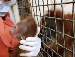 オランウータンの赤ちゃんに母親の感触を　動物園スタッフが着ているのは…